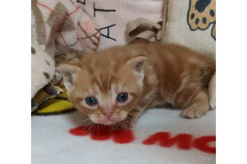 成約済の埼玉県のアメリカンショートヘア-51401の2枚目